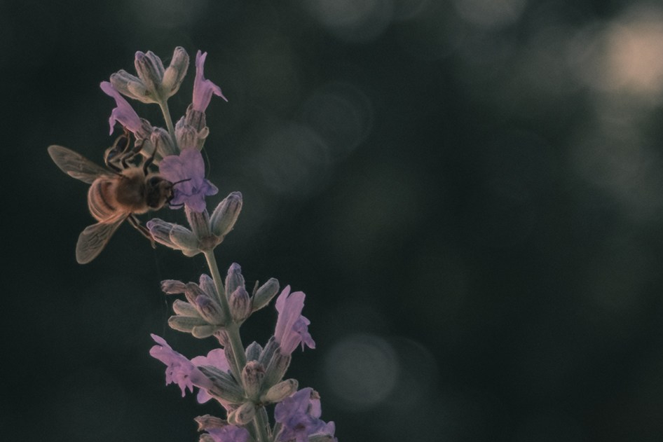 bee on lavander