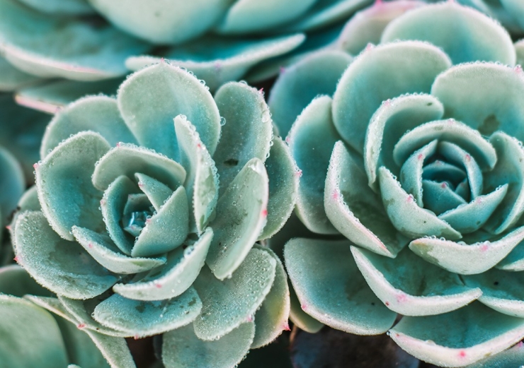 succulents with dew